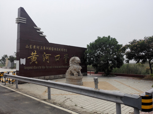 與國(guó)家海洋局第一海洋研究所在黃河口進(jìn)行野生植物調(diào)查
